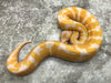 Blade Lavender Het Clown Het Pied