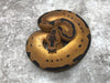Super Blade Clown Het Lavender 50% pos Het Pied
