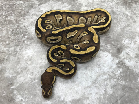 Mojave Asphalt Het Ultramel Het Pied