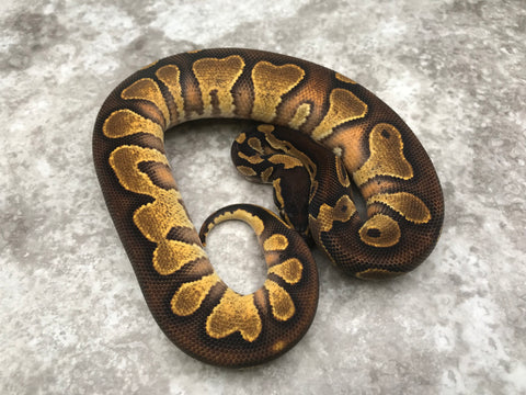 Blackhead Enchi Asphalt