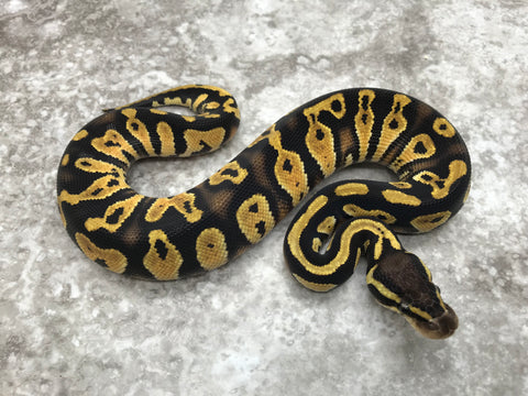 Pastel Blackhead Het Clown Het Lavender Het Pied