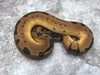Super Blade Clown Het Lavender 50% pos Het Pied
