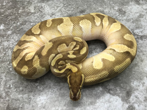 Lesser Orange Dream Het TSK