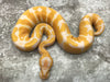 Blade Lavender Het Clown Het Pied