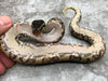 Yellow Belly Het Axanthic (TSK) Het Desert Ghost