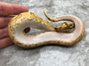 Super Vanilla Orange Dream Yellow Belly