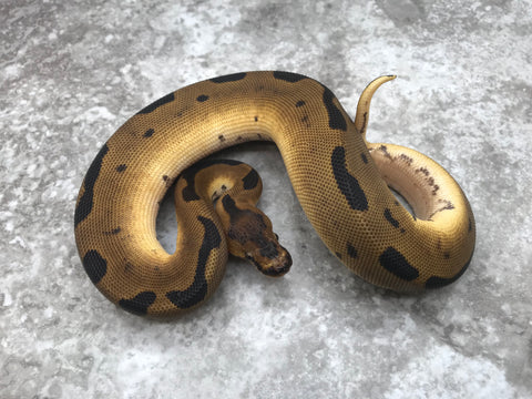 Super Blade Clown Het Lavender