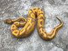 Leopard Enchi Banana