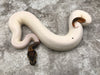 Leopard Pied Het Clown Ultramel