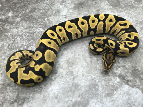 Leopard Desert Ghost