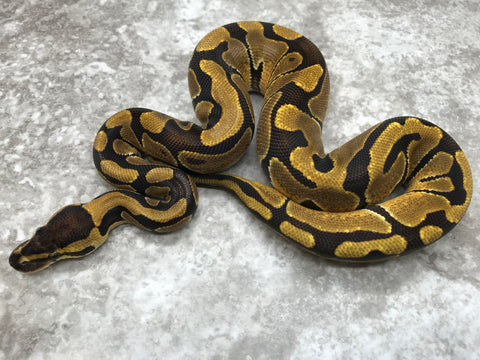 Enchi Blade Het Clown Het Lavender