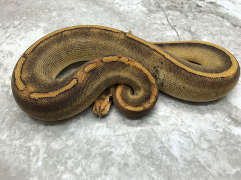 Scaleless Head Champagne