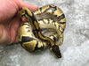 Asphalt Blade Het Clown Het Lavender