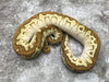 Spotnose Lesser Clown