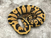 Leopard Desert Ghost 50% pos Het Clown