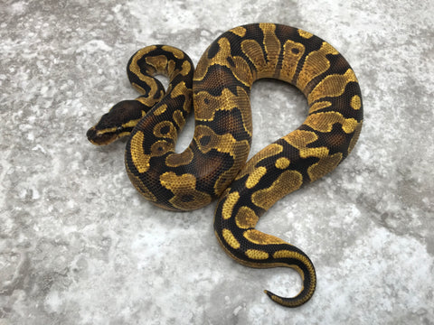 Enchi Asphalt Het Desert Ghost