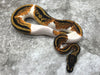 Yellow Belly Pied