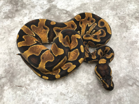 Enchi Het Black Axanthic