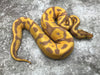 Leopard Enchi Banana