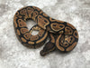 Het Desert Ghost 50% pos Het Clown