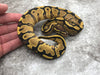Orange Dream Yellow Belly Fire