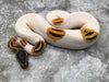Orange Dream Yellow Belly Pied