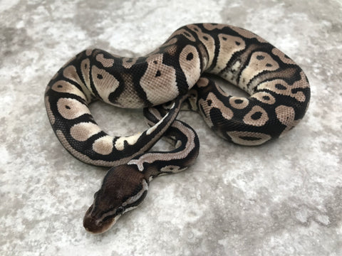 Pastel TSK Het Desert Ghost