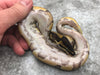 Orange Dream Het Pied