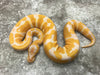 Blade Lavender Het Clown Het Pied