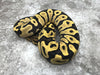 Leopard Desert Ghost