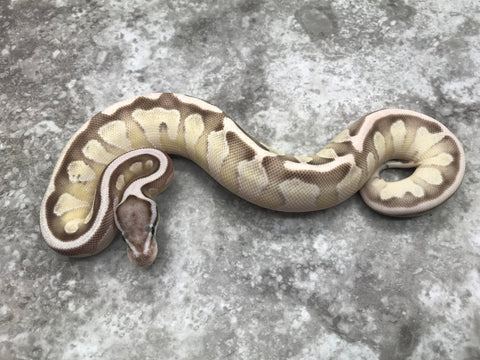 Enchi Vanilla Lesser Axanthic