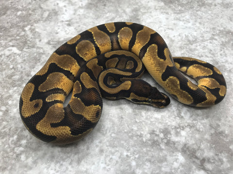 Orange Dream Het Pied