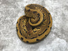Leopard Pinstripe Yellow Belly Het Desert Ghost