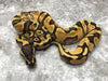 Asphalt Enchi Orange Dream