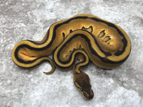 Orange Dream Genetic Stripe