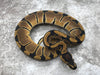 Blade Het Clown Het Lavender 50% pos Het Pied