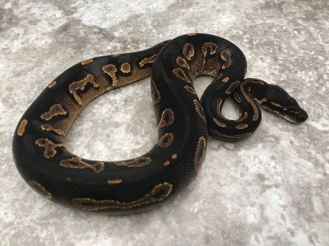 Super Blackhead Asphalt