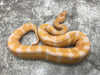 Blade Lavender Het Clown Het Pied