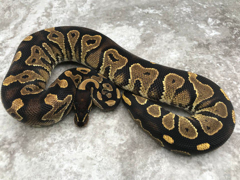 Blackhead Asphalt Het Desert Ghost