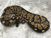 Blackhead Asphalt Het Desert Ghost
