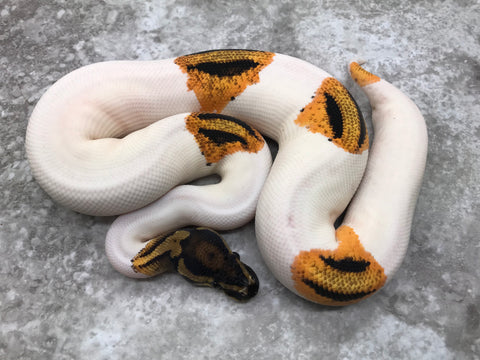 Orange Dream Yellow Belly Pied