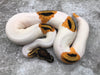 Orange Dream Yellow Belly Pied