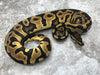 Leopard Yellow Belly Het Desert Ghost