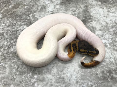 Mahogany Pied