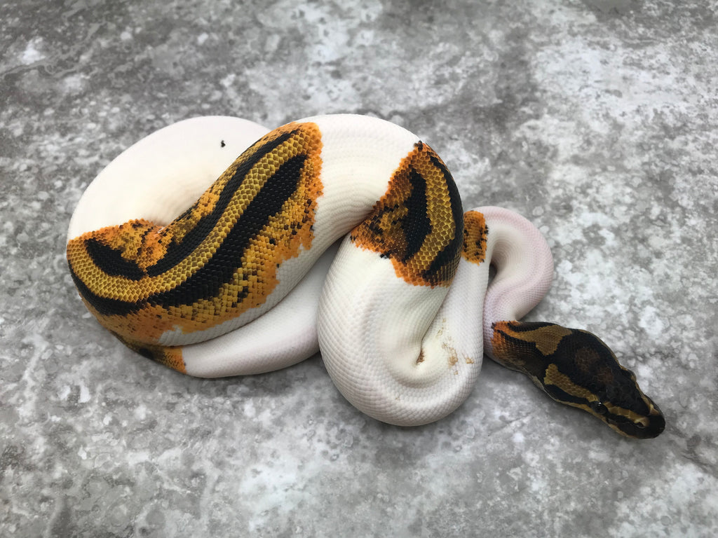 Yellow Belly Pied