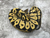 Leopard Desert Ghost