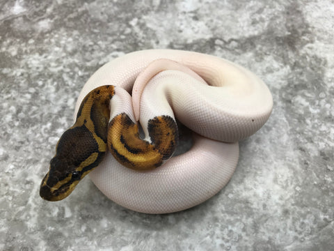 Mahogany Pied