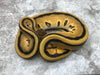 Orange Dream Genetic Stripe