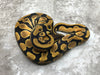 Orange Dream Het Pied