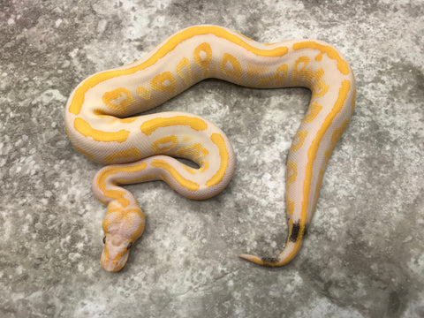 Mahogany Lavender Het Pied
